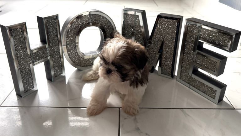 Bezaubernde reinrassige Shih Tzu Welpen