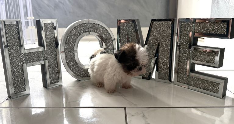 Bezaubernde reinrassige Shih Tzu Welpen