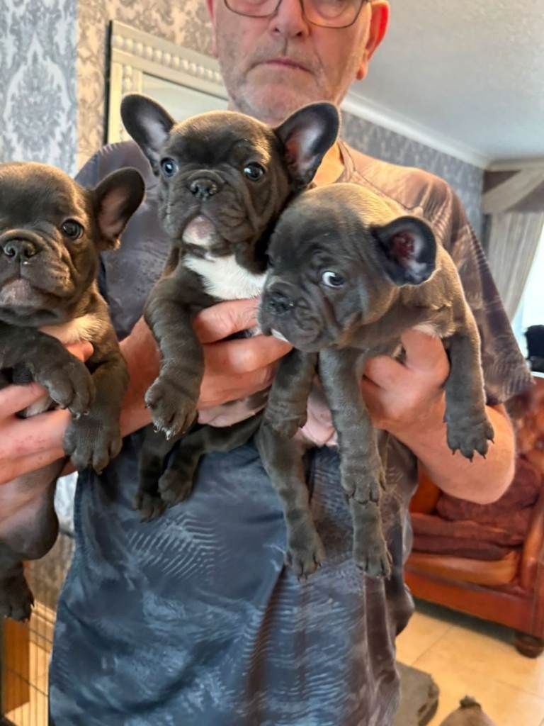 Französische Bulldoggen Welpen
