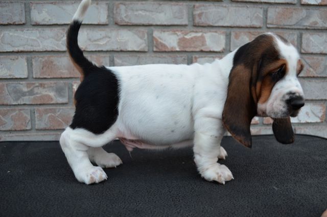Ein süßer kleiner Basset-Hound-Welpe zu verkaufen.