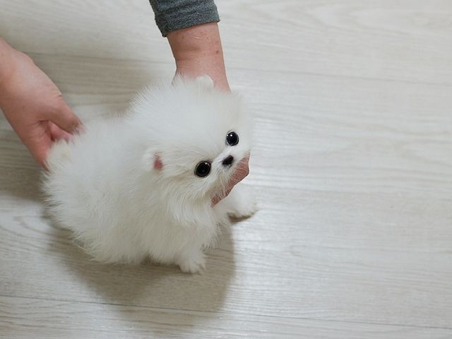 Pomeranian-Welpen zu verkaufen