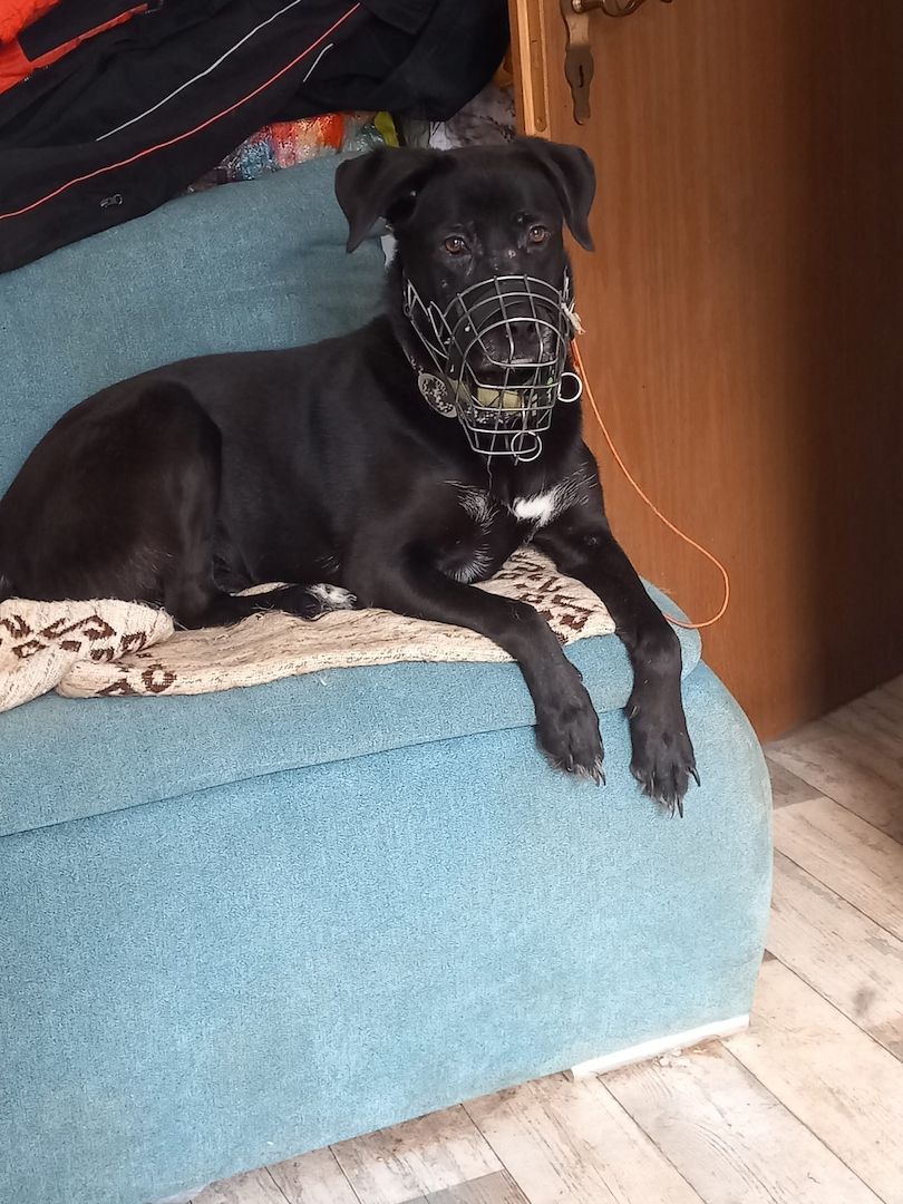 Luna-Sensible Seele sucht hundeerfahrene Menschen