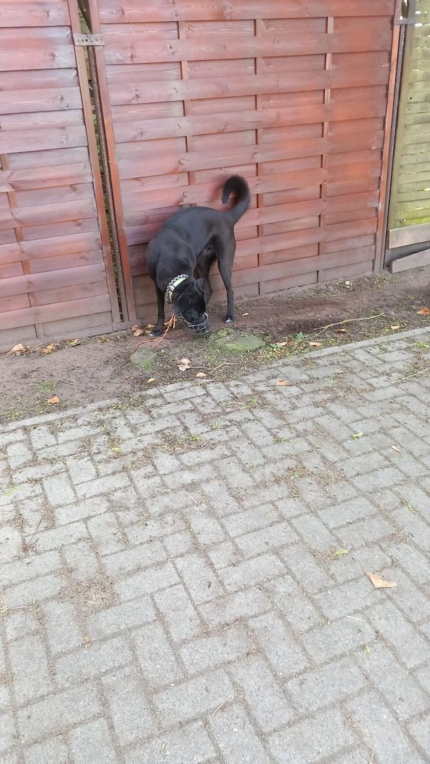 Luna-Sensible Seele sucht hundeerfahrene Menschen