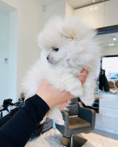 Pomeranian-Welpen zu verkaufen