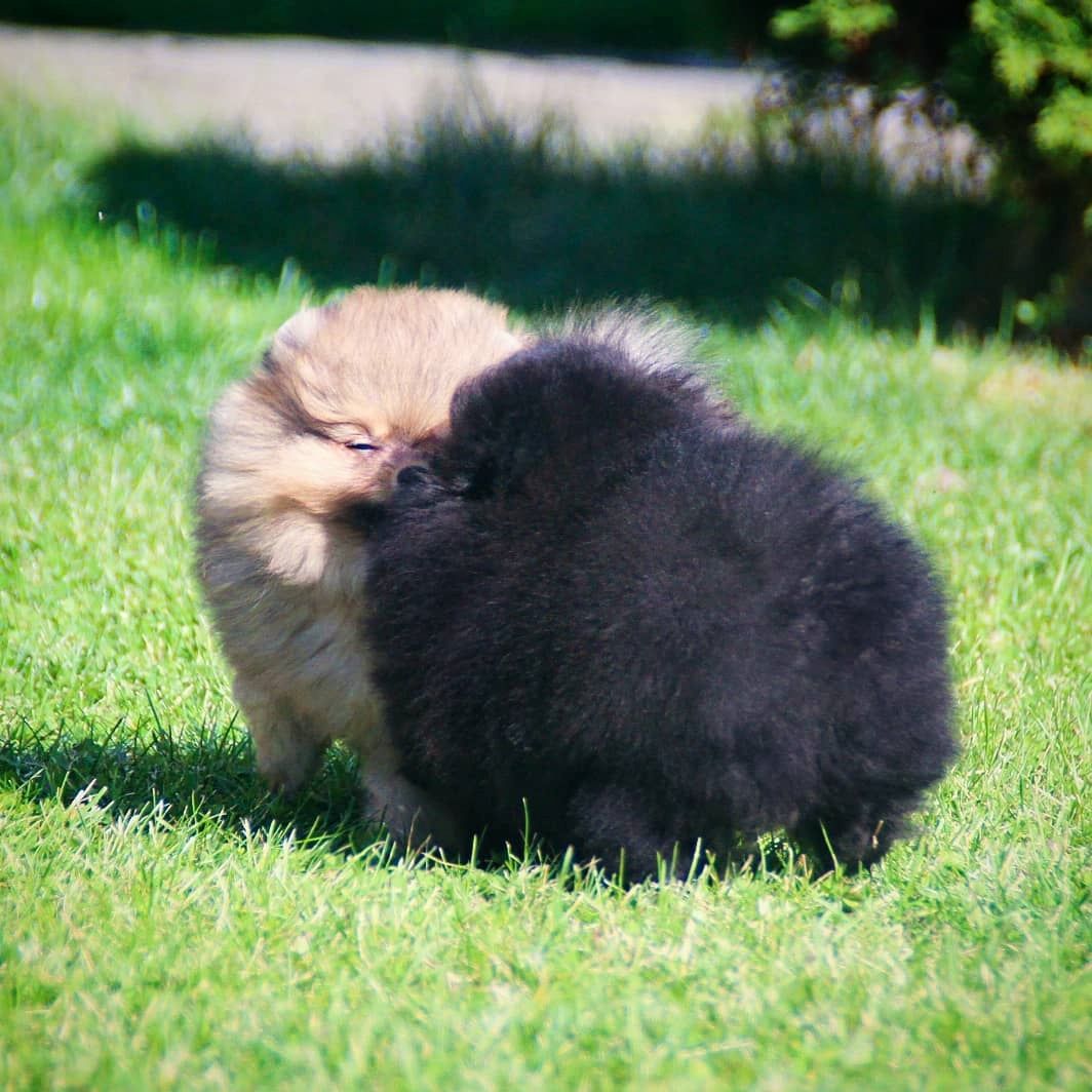 Exklusive Pomeranian Zwergspitz Welpen