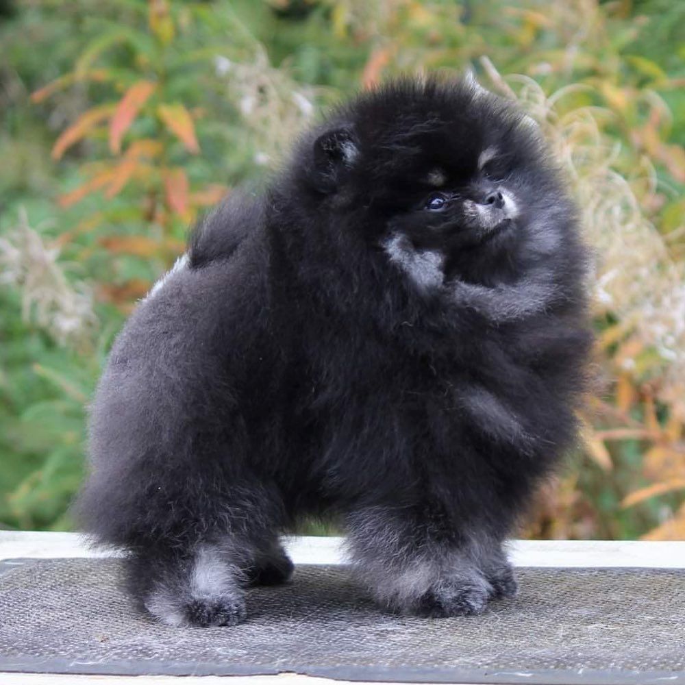 Süße Pomeranian Babys abzugeben