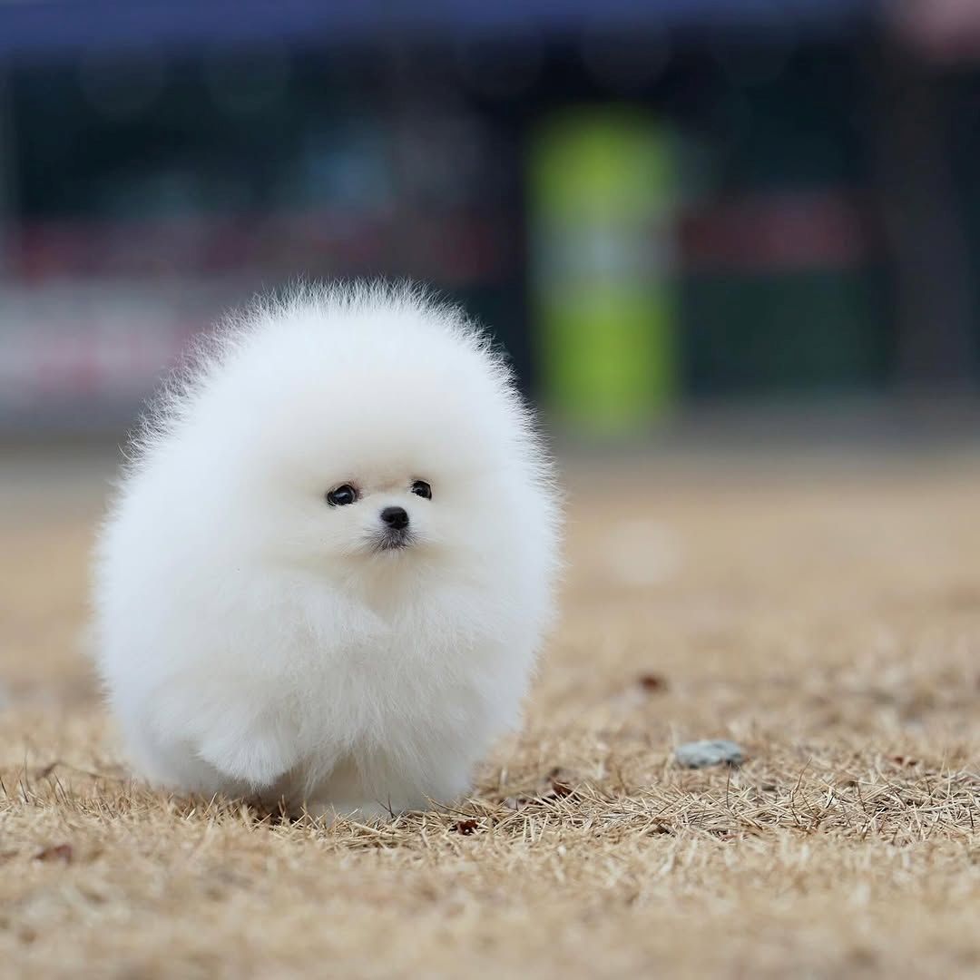 Wunderschöne Pomeranian Welpen – Top Aufzucht