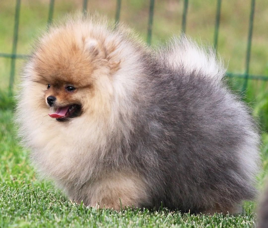 Pomeranian Zwergspitz Welpen mit wunderschönem Fell
