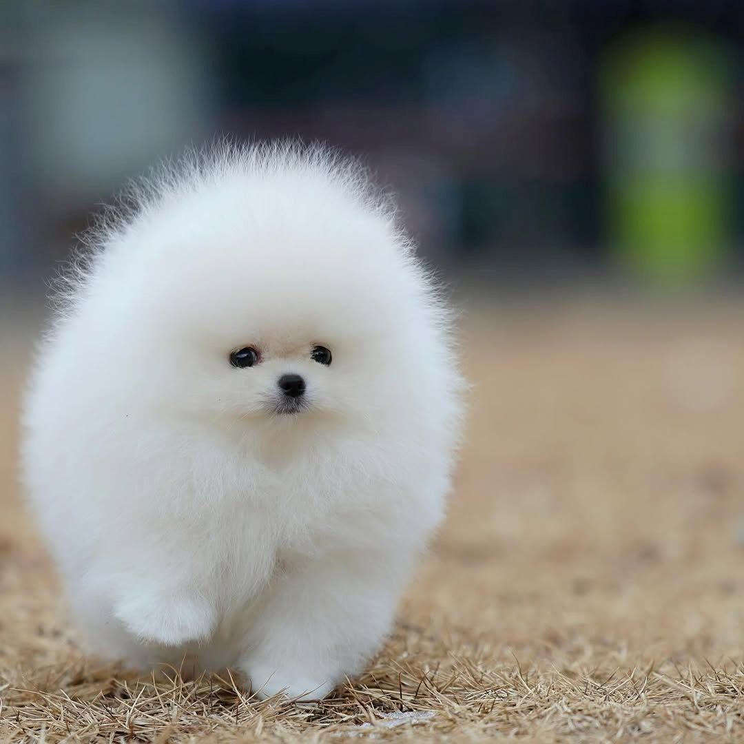 Liebevoll aufgezogene Pomeranian Welpen