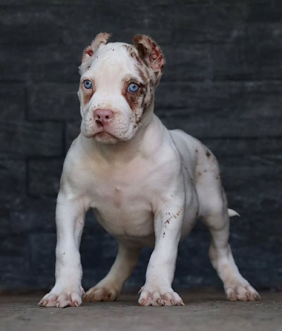 Typvolle American XXL Bully Welpen abzugeben