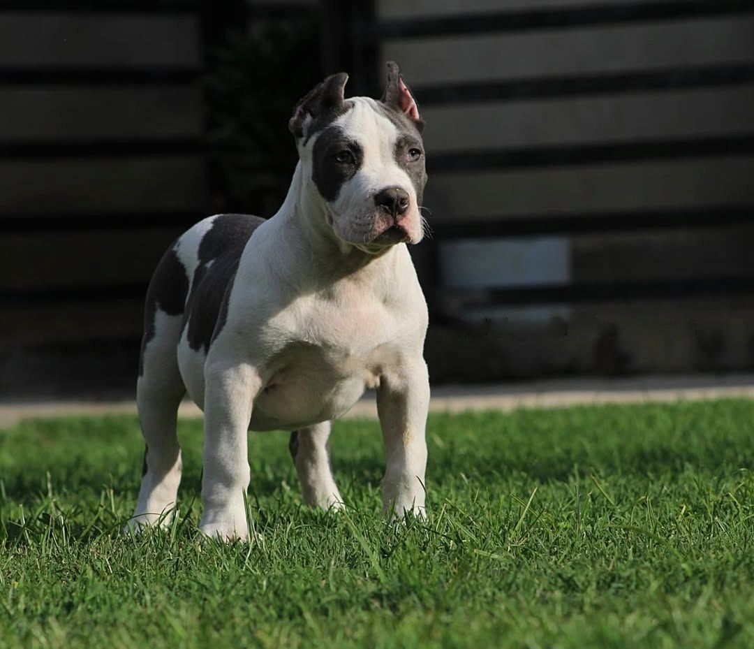 Reinrassige American XXL Bully Welpen zu vergeben
