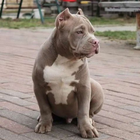 American XXL Bully Welpen aus familiärer Aufzucht