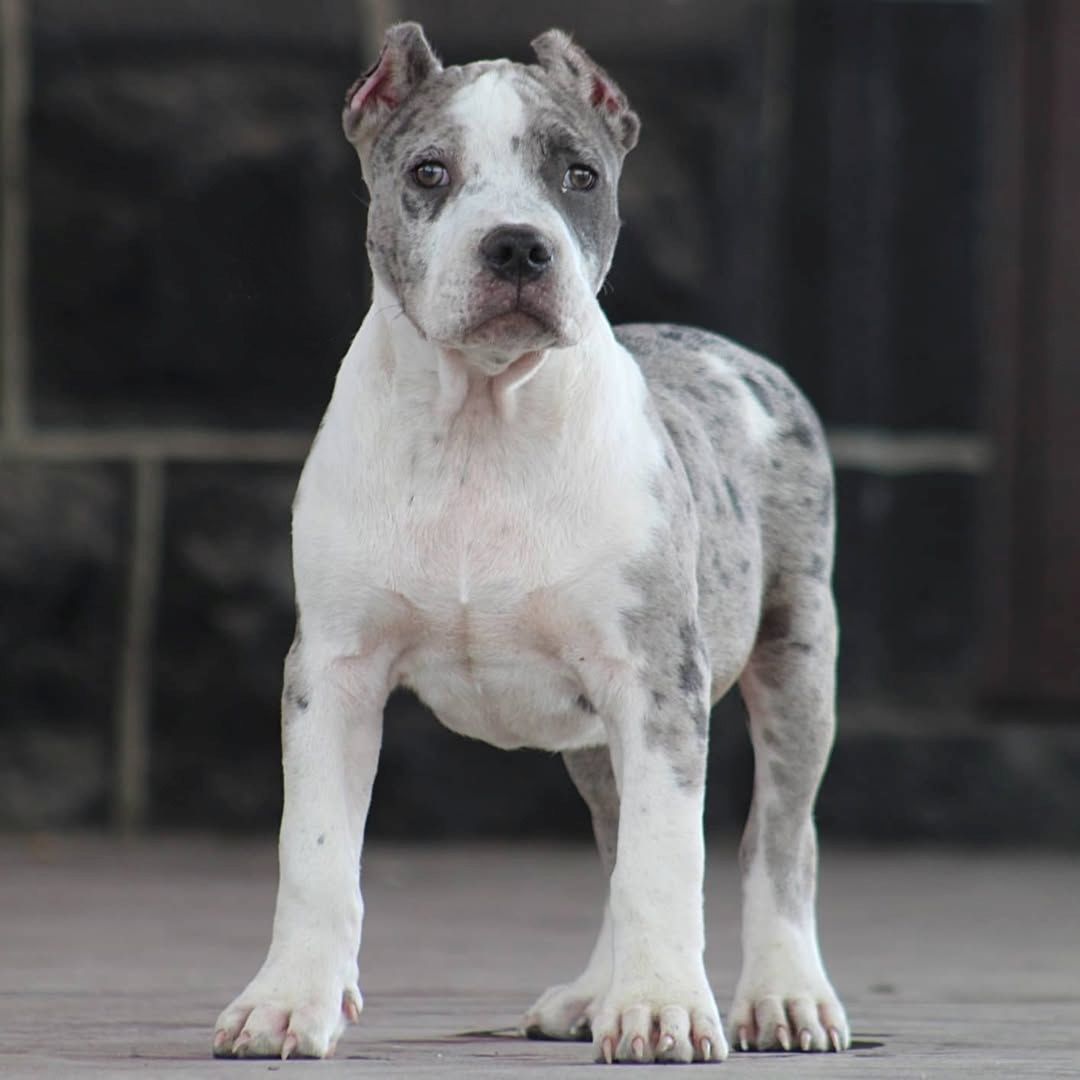 American XXL Bully Welpen – treue Familienbegleiter