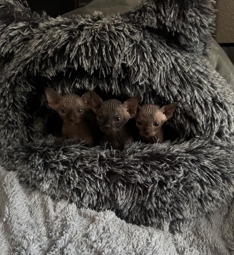 🐈‍⬛Reinrassige kanadische Sphynx Kitten-4 einzigartige 🥰❤️‍🔥Babys suchen liebevolles Zuhause 🐾🏡