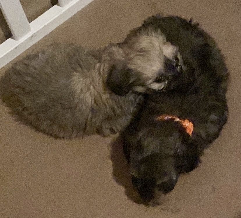 Cavapoo Welpen