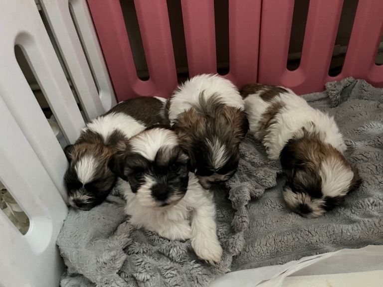 Shih Tzu in München kaufen