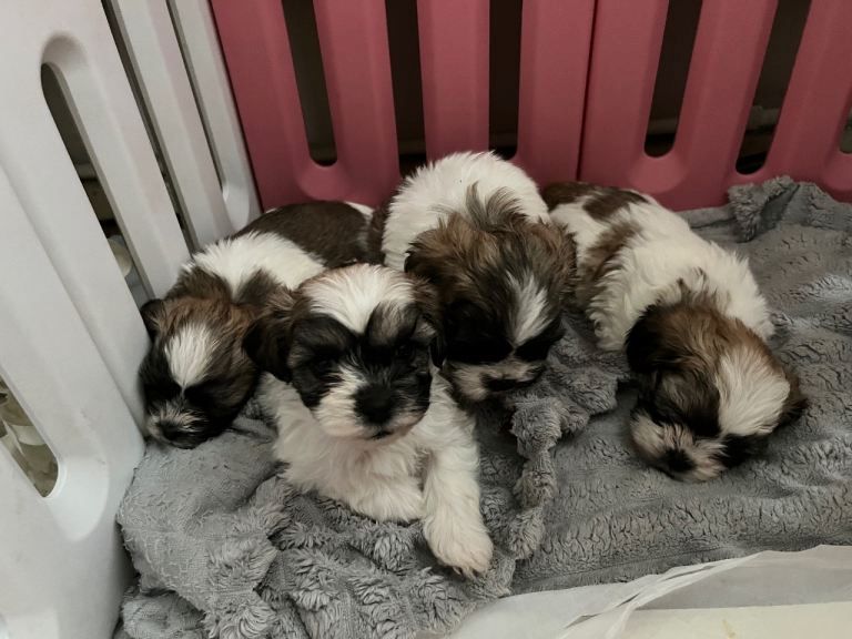 Shih Tzu in München kaufen
