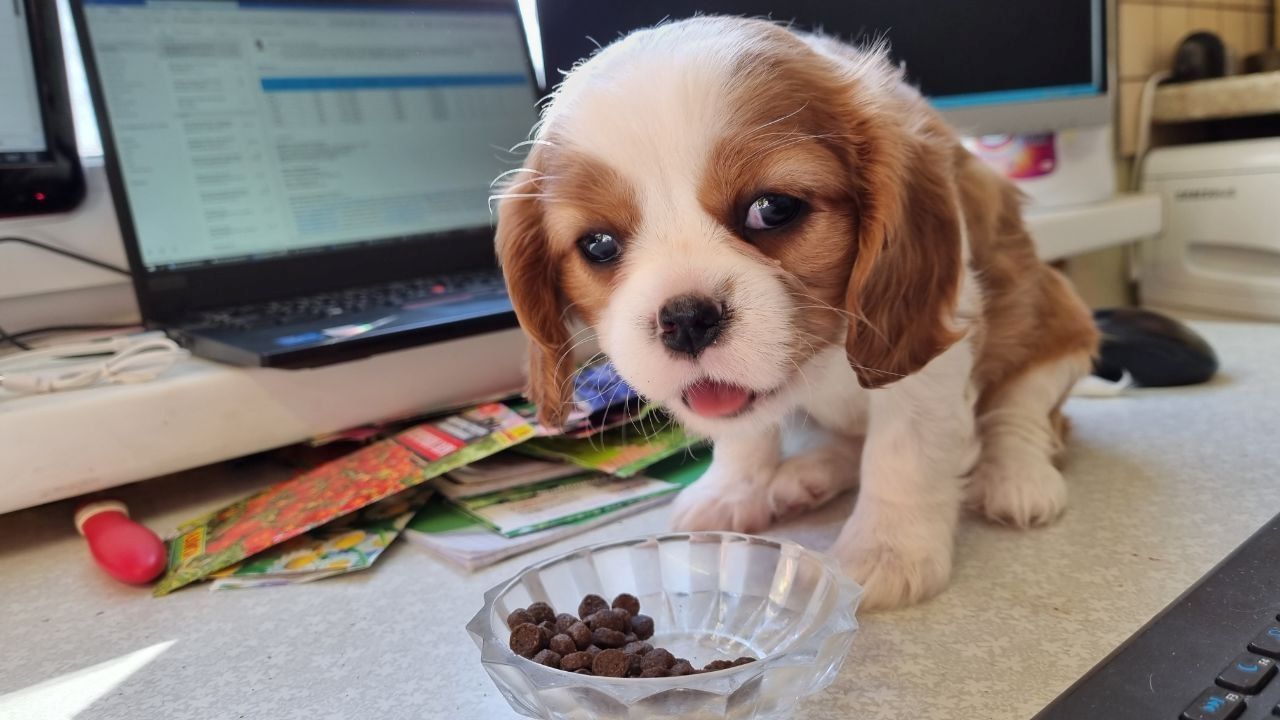 Wunderschöne Cavalier-King-Charles-Spaniel-Welpen