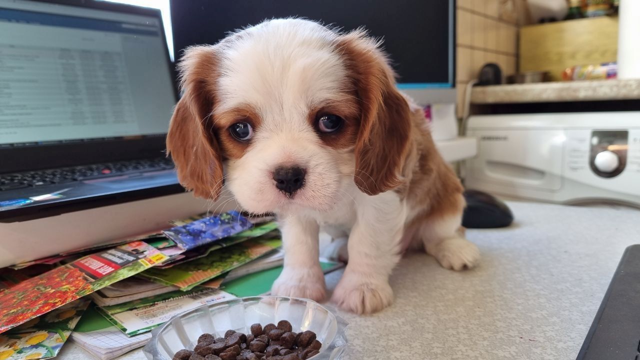 Wunderschöne Cavalier-King-Charles-Spaniel-Welpen