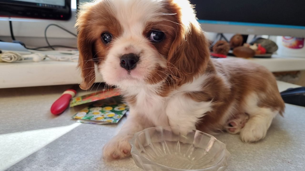 Wunderschöne Cavalier-King-Charles-Spaniel-Welpen