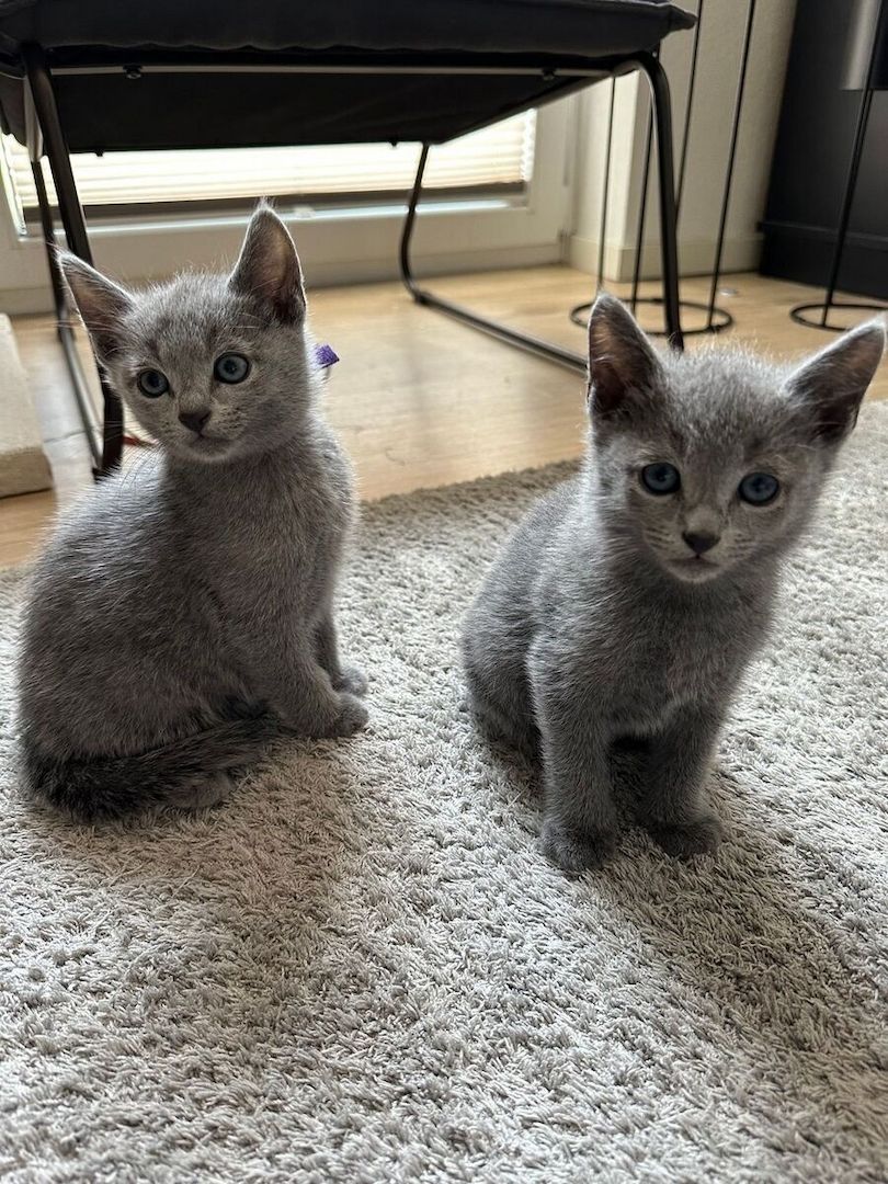 Russisch Blau Kitten mit Stammbaum