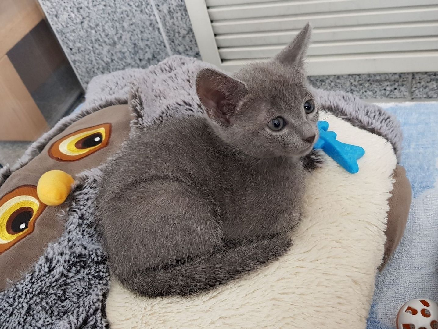 Russisch Blau Kitten mit Stammbaum