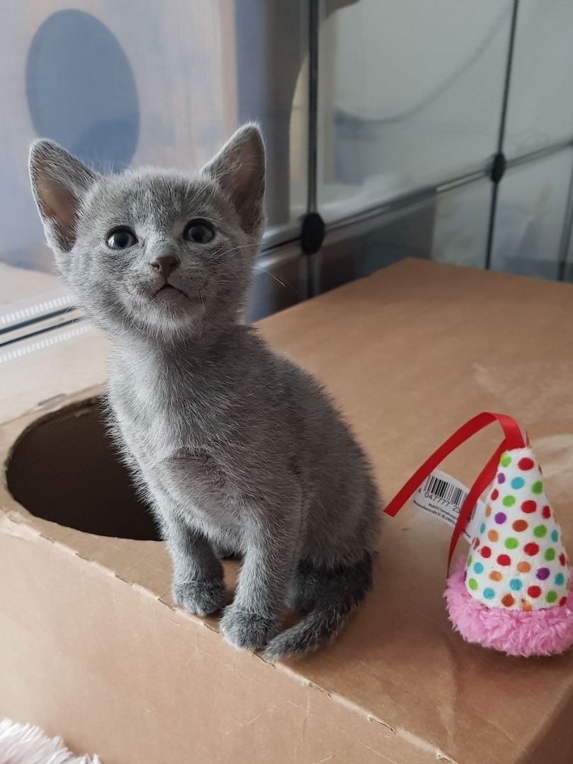 Russisch Blau Kitten mit Stammbaum