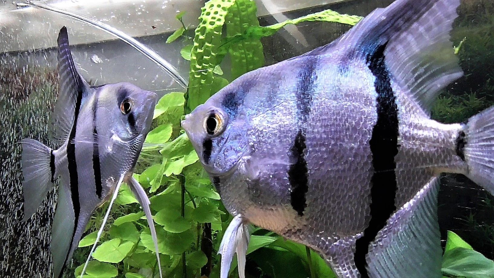 Skalare (Silber) Jungfische abzugeben!