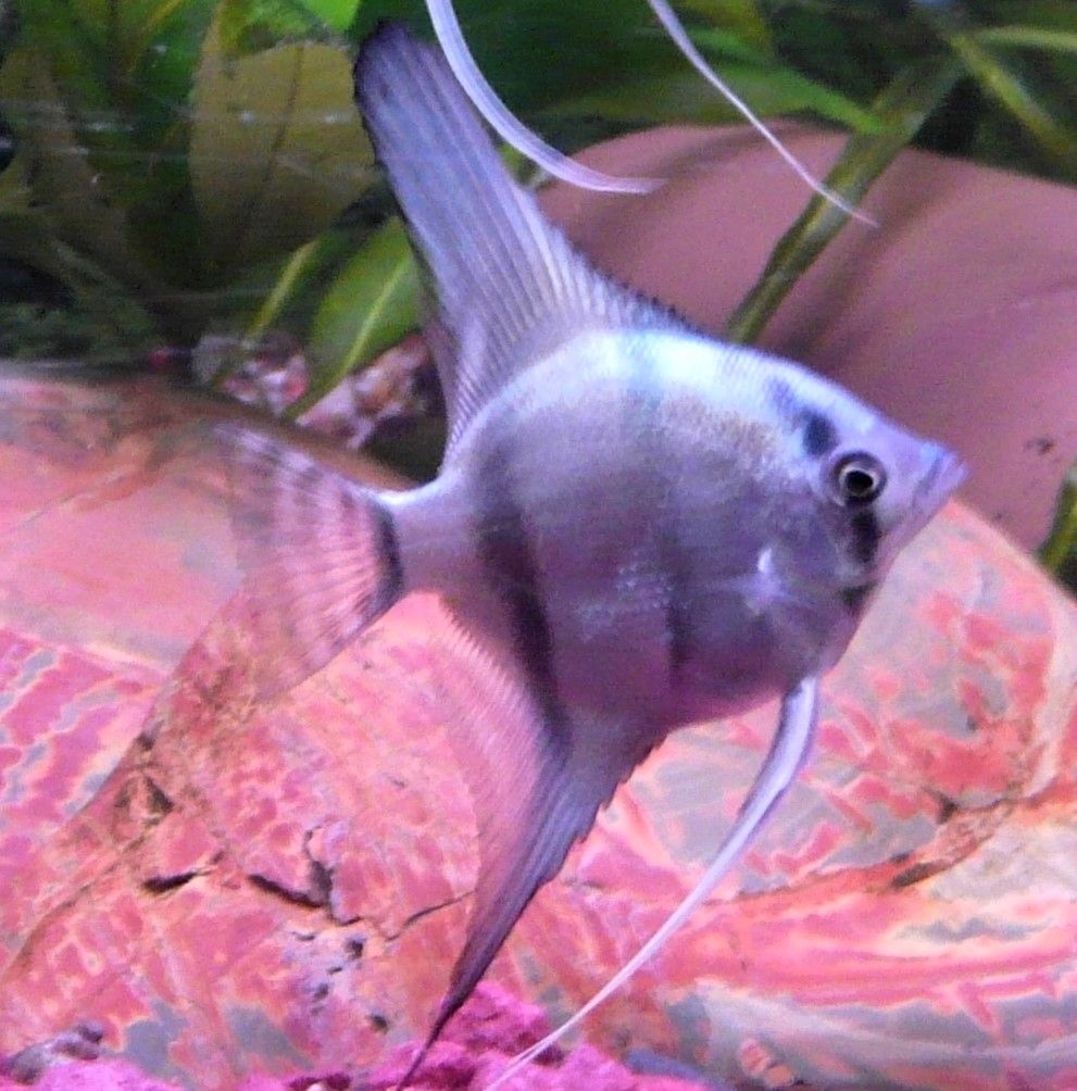 Skalare (Silber) Jungfische abzugeben!