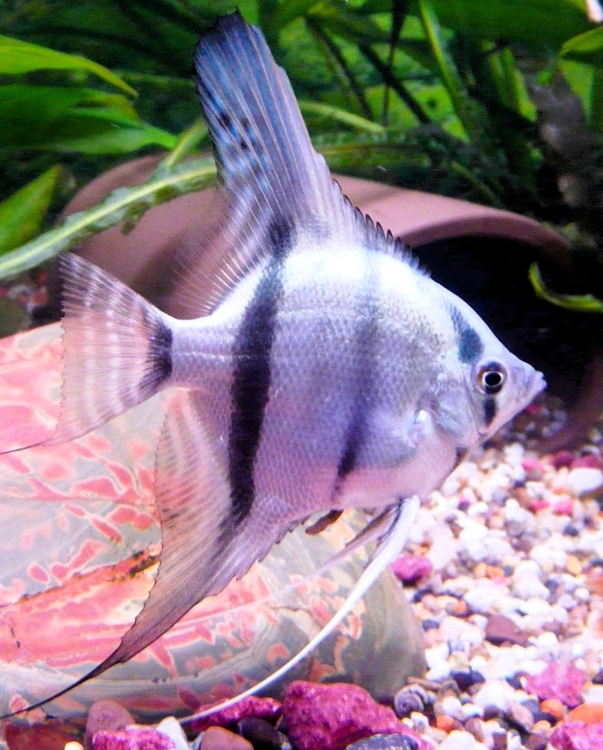 Skalare (Silber) Jungfische abzugeben!