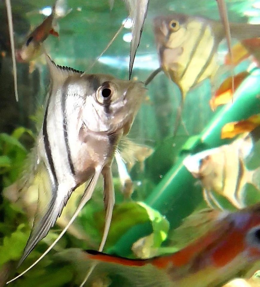 Skalare (Silber) Jungfische abzugeben!