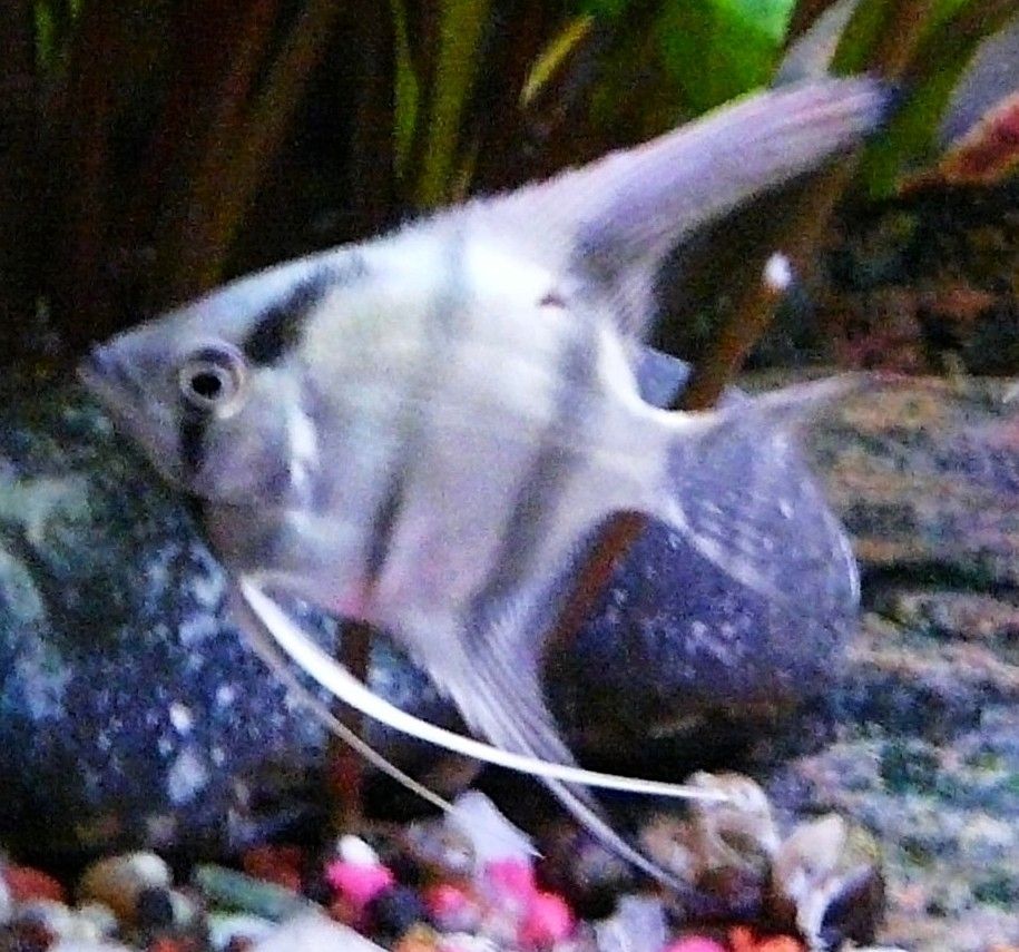 Skalare (Silber) Jungfische abzugeben!