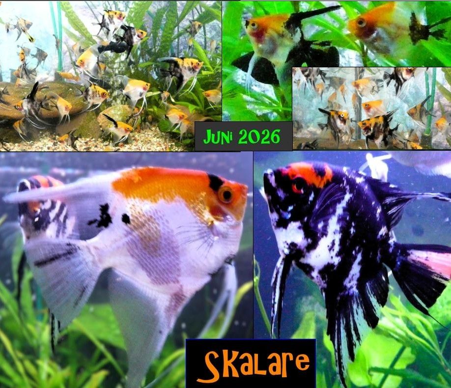 Skalare (Red Devil) Jungfische abzugeben!