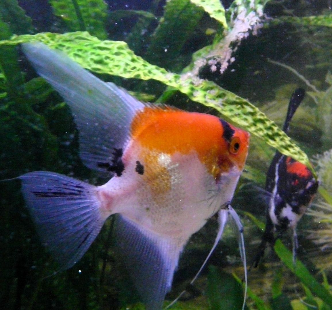 Skalare (Red Devil) Jungfische abzugeben!