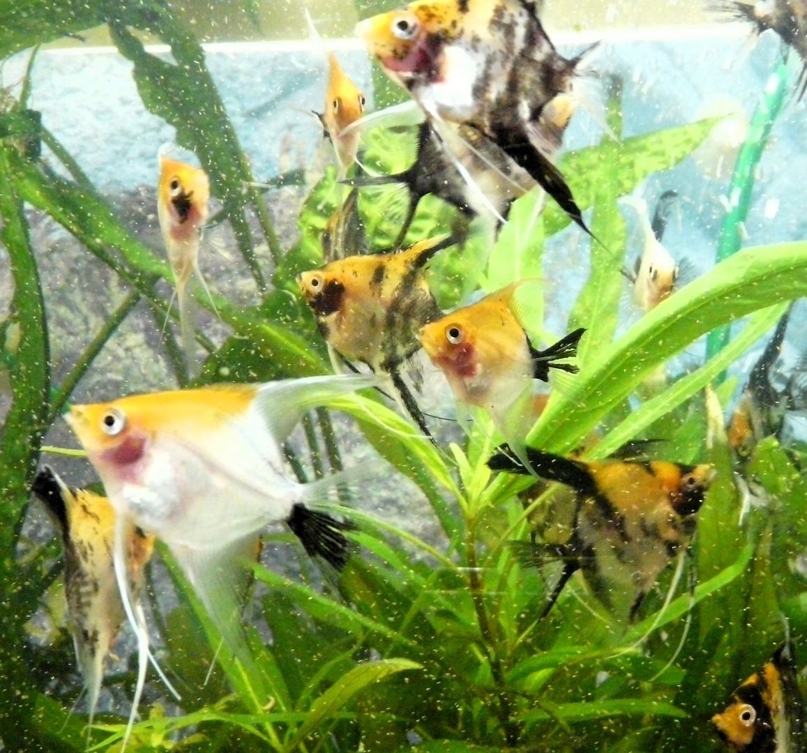 Skalare (Red Devil) Jungfische abzugeben!