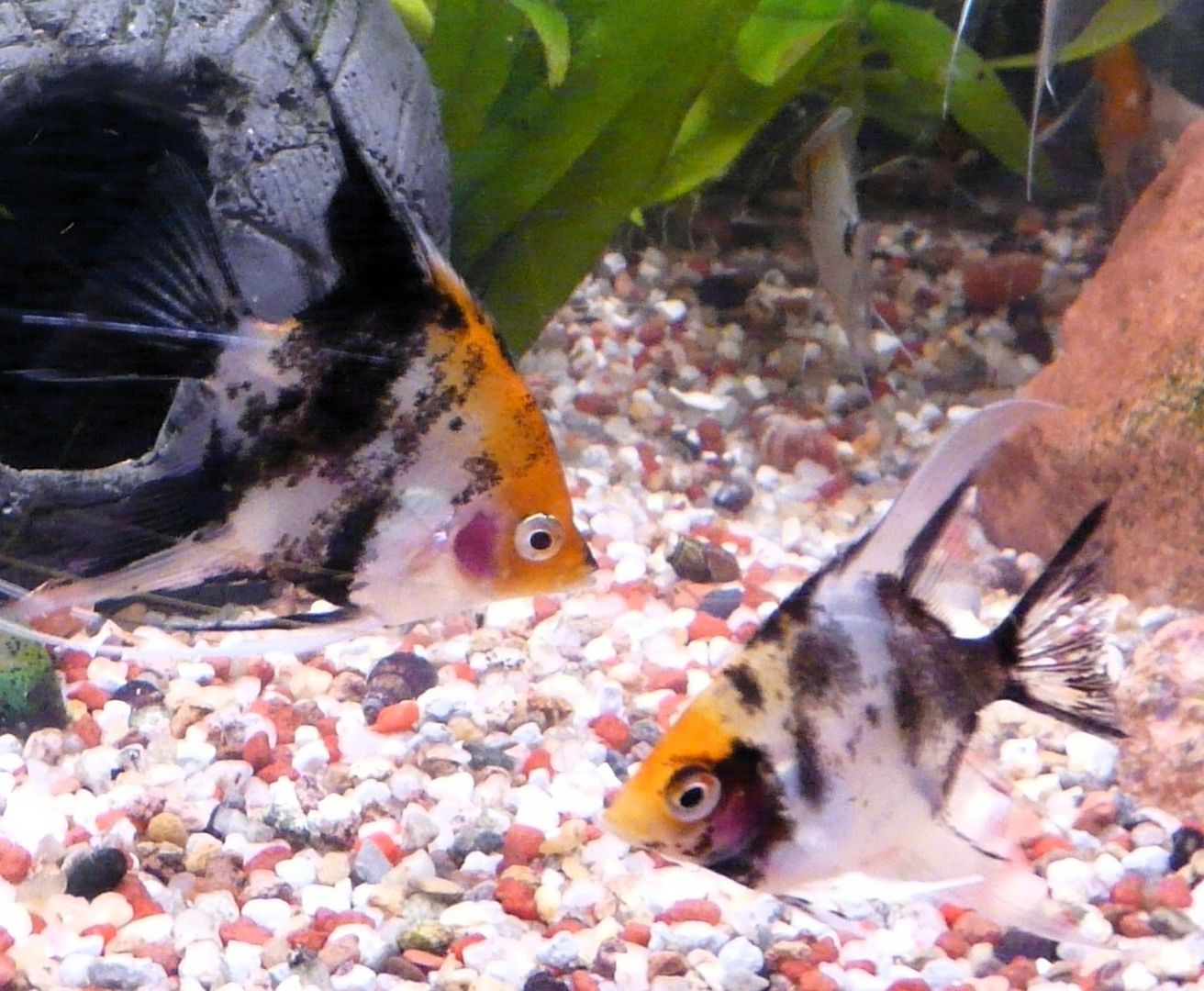 Skalare (Red Devil) Jungfische abzugeben!