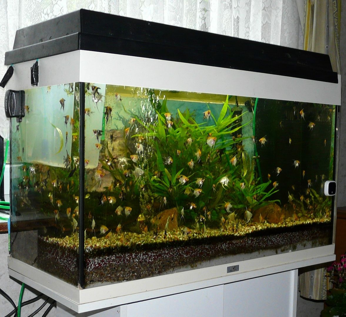 Skalare (Red Devil) Jungfische abzugeben!