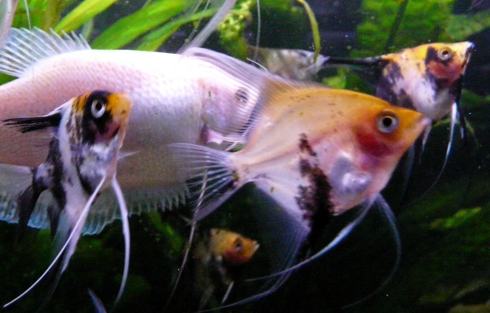 Skalare (Red Devil) Jungfische abzugeben!