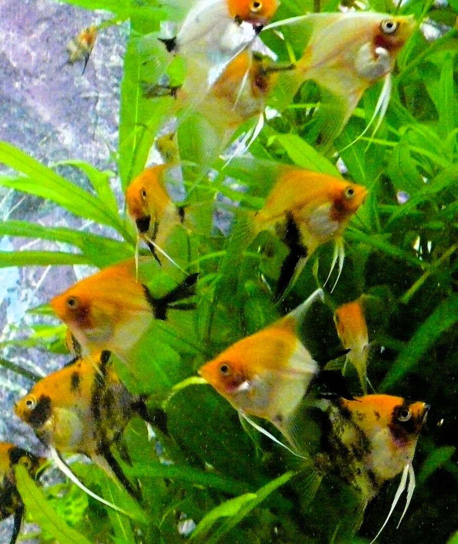 Skalare (Red Devil) Jungfische abzugeben!
