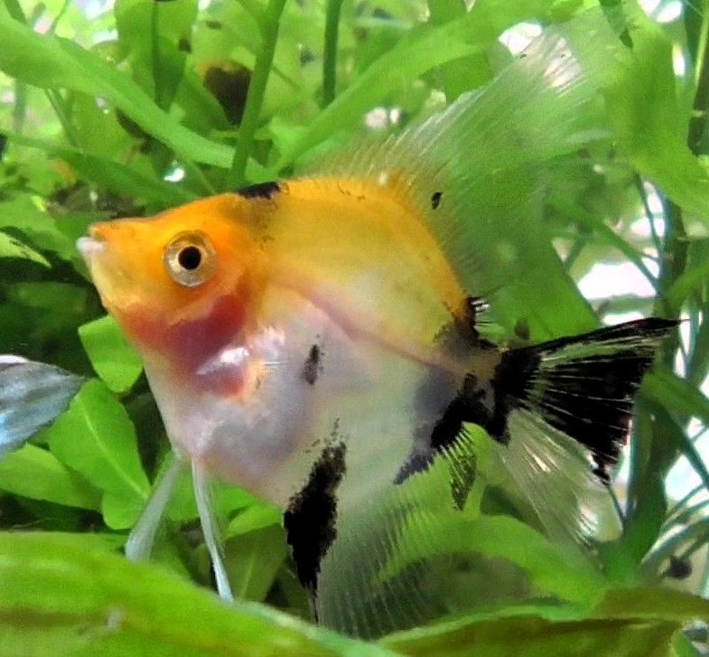 Skalare (Red Devil) Jungfische abzugeben!
