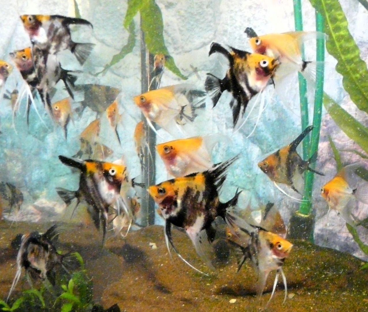 Skalare (Red Devil) Jungfische abzugeben!