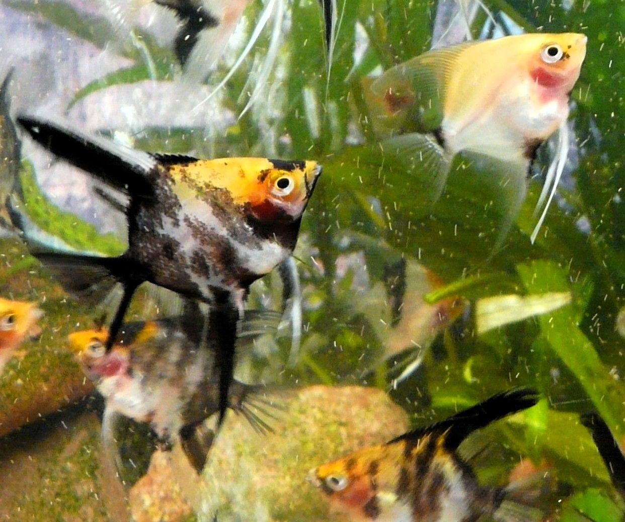 Skalare (Red Devil) Jungfische abzugeben!