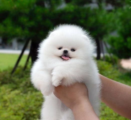 Pomeranian-Welpen verfügbar.