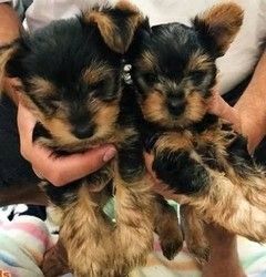 wunderschönen Wurf reinrassiger Yorkshire-Terrier-Welpen