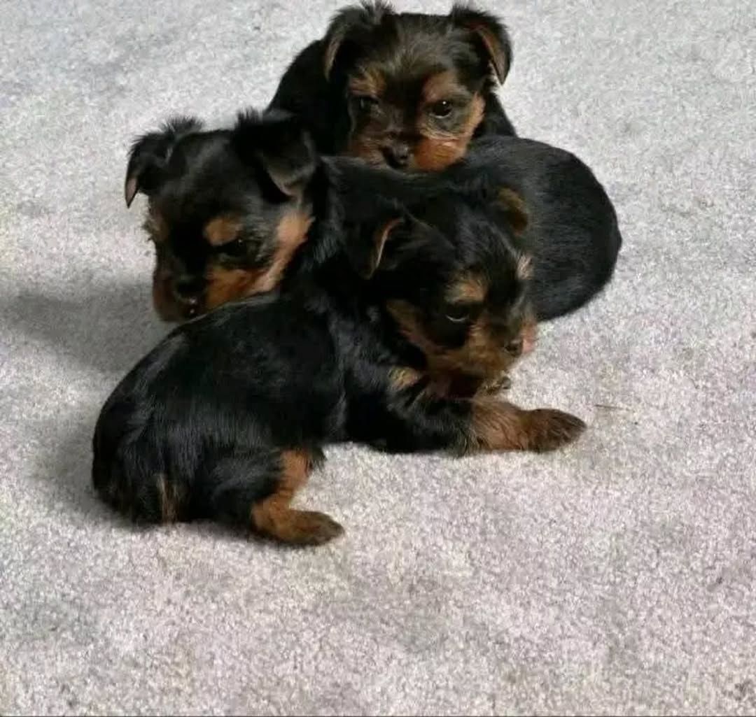 Yorshier Terrier