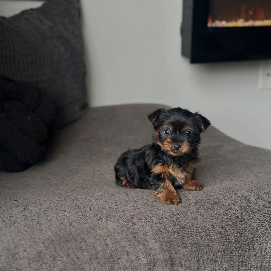 Yorshier Terrier