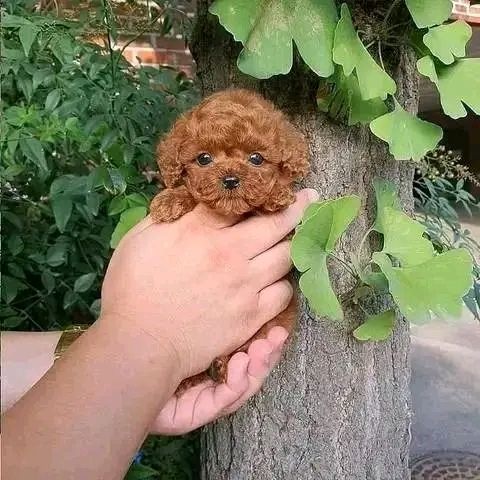 Poodle puppy