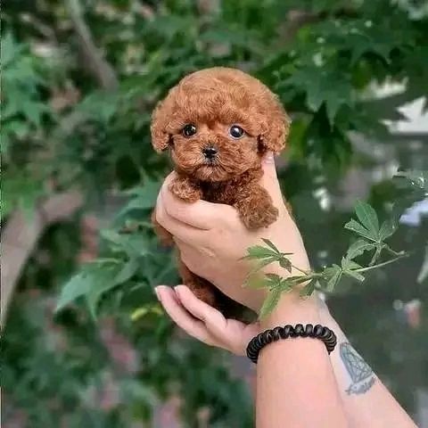 Poodle puppy