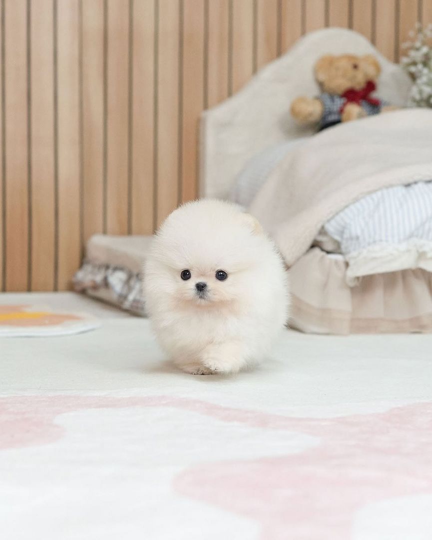 Pomeranian Puppy