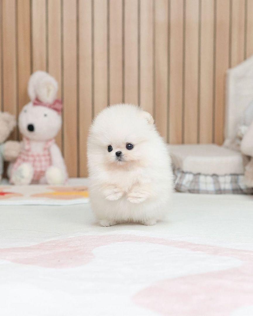 Pomeranian Puppy